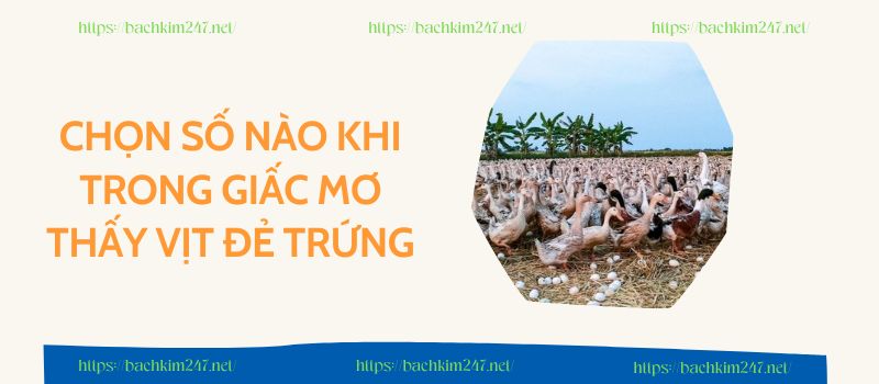 Chọn số nào khi trong giấc mơ thấy vịt đẻ trứng