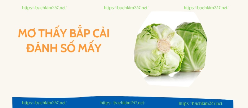 Mơ thấy bắp cải đánh số mấy Mơ thấy bắp cải đánh số mấy