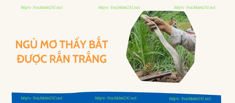 Ngủ mơ thấy bắt được rắn trắng Ngủ mơ thấy bắt được rắn trắng