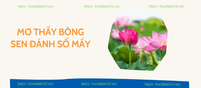 Mơ thấy bông sen đánh số mấy