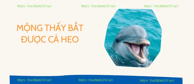 Mộng thấy bắt được cá heo Mộng thấy bắt được cá heo