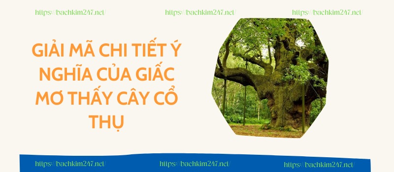 Giải mã chi tiết ý nghĩa của giấc mơ thấy cây cổ thụ