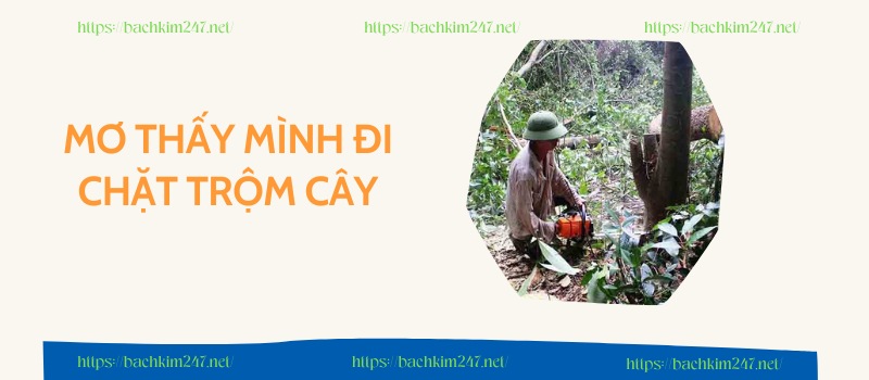 Mơ thấy mình đi chặt trộm cây Mơ thấy mình đi chặt trộm cây