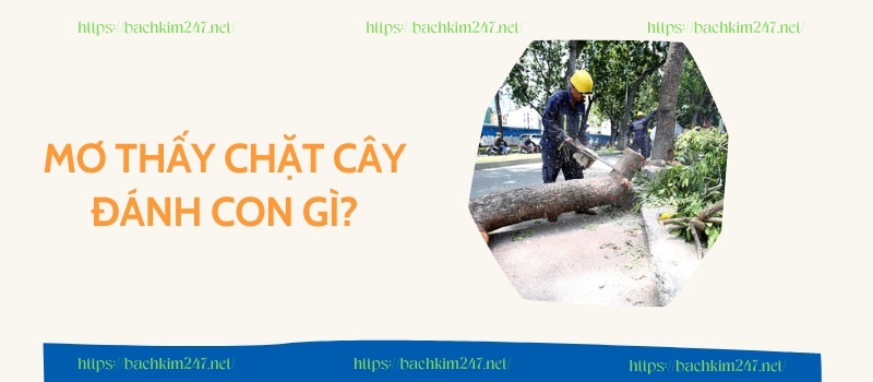 Mơ thấy chặt cây đánh con gì? Mơ thấy chặt cây đánh con gì?