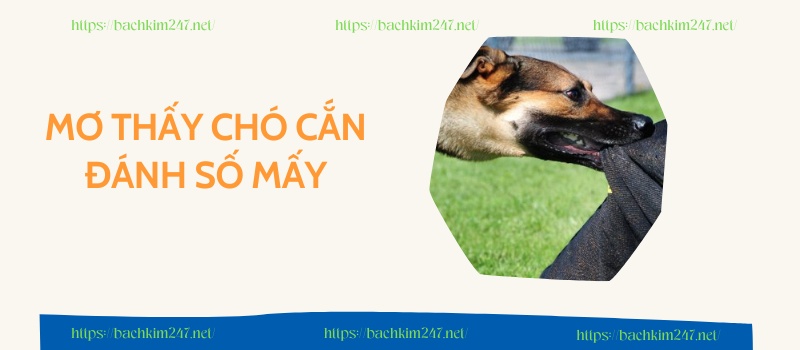 Mơ thấy chó cắn đánh số mấy Mơ thấy chó cắn đánh số mấy