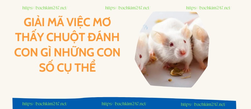 Giải mã việc mơ thấy chuột đánh con gì những con số cụ thể Giải mã việc mơ thấy chuột đánh con gì những con số cụ thể
