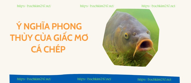 Ý nghĩa phong thủy của giấc mơ cá chép Ý nghĩa phong thủy của giấc mơ cá chép