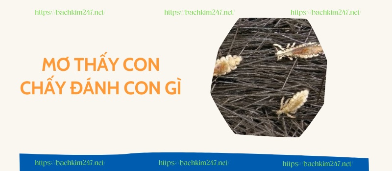 Mơ thấy con chấy đánh con gì?