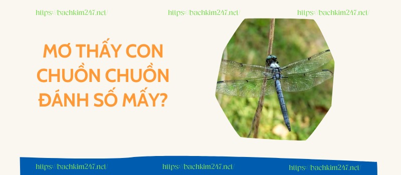 Mơ thấy con chuồn chuồn đánh số mấy?