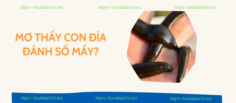 Mơ thấy con đỉa đánh số mấy Mơ thấy con đỉa đánh số mấy