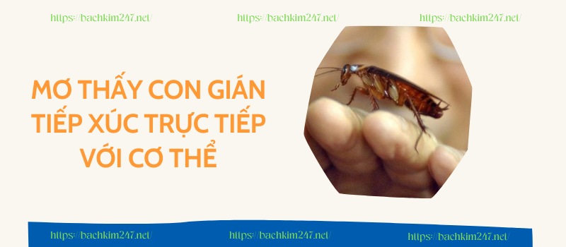 Mơ thấy con gián tiếp xúc trực tiếp với cơ thể Mơ thấy con gián tiếp xúc trực tiếp với cơ thể