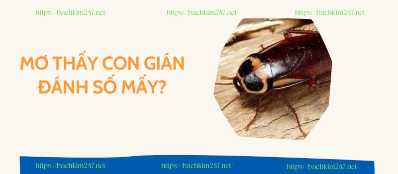 Mơ thấy con gián đánh số mấy? Mơ thấy con gián đánh số mấy?