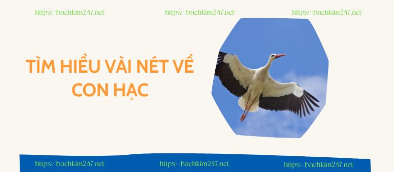 Tìm hiểu vài nét về con hạc Tìm hiểu vài nét về con hạc