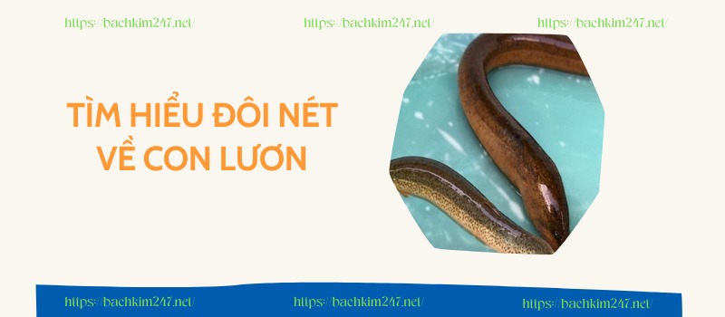 Tìm hiểu đôi nét về con lươn Tìm hiểu đôi nét về con lươn