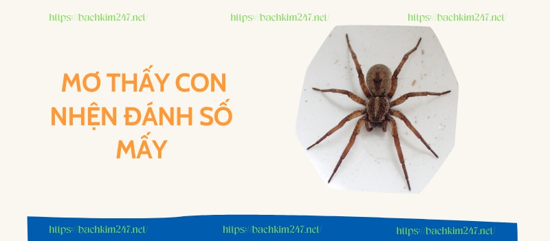 Mơ thấy con nhện đánh số mấy? Mơ thấy con nhện đánh số mấy?