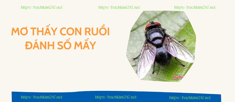 Mơ thấy con ruồi đánh số mấy