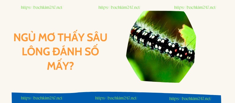 Ngủ mơ thấy sâu lông đánh số mấy?