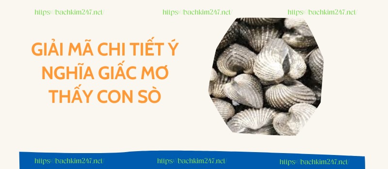 Giải mã chi tiết ý nghĩa  giấc mơ thấy con sò