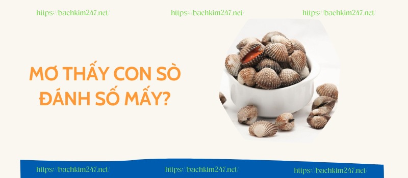 Mơ thấy con sò đánh số mấy?