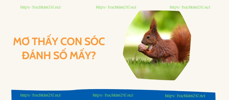 Mơ thấy con sóc đánh số mấy? Mơ thấy con sóc đánh số mấy?