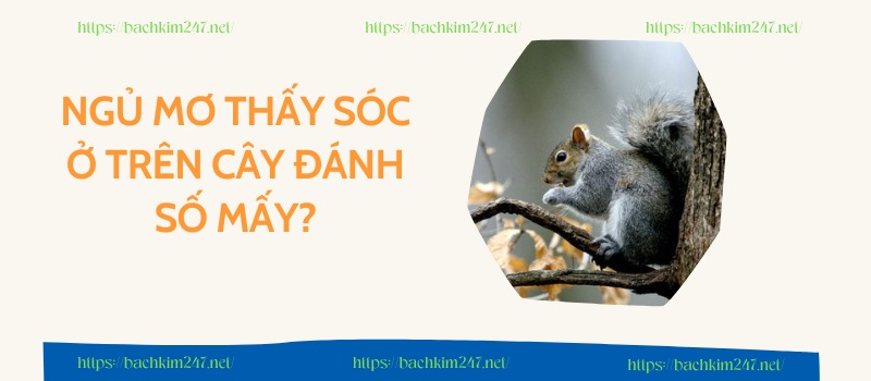 Ngủ mơ thấy sóc ở trên cây đánh số mấy? Ngủ mơ thấy sóc ở trên cây đánh số mấy?