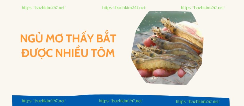 Ngủ mơ thấy bắt được nhiều tôm Ngủ mơ thấy bắt được nhiều tôm