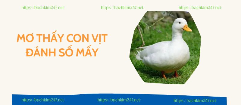 Mơ thấy con vịt đánh số mấy