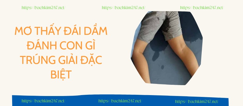 Mơ thấy đái dầm đánh con gì trúng giải đặc biệt Mơ thấy đái dầm đánh con gì trúng giải đặc biệt