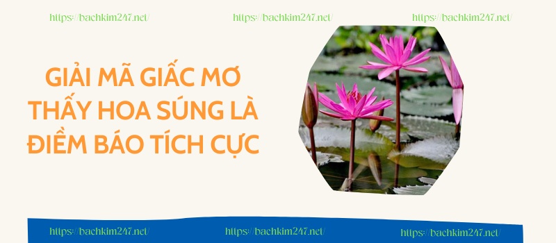 Giải mã giấc mơ thấy hoa súng là điềm báo tích cực