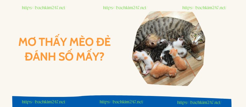 Mơ thấy mèo đẻ đánh số mấy? Mơ thấy mèo đẻ đánh số mấy?