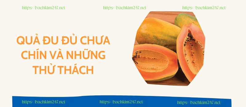 Quả đu đủ chưa chín và những thử thách Quả đu đủ chưa chín và những thử thách
