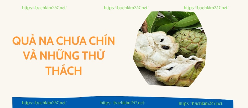 Quả na chưa chín và những thử thách Quả na chưa chín và những thử thách