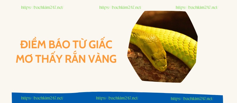 Điềm báo từ giấc mơ thấy rắn vàng Điềm báo từ giấc mơ thấy rắn vàng