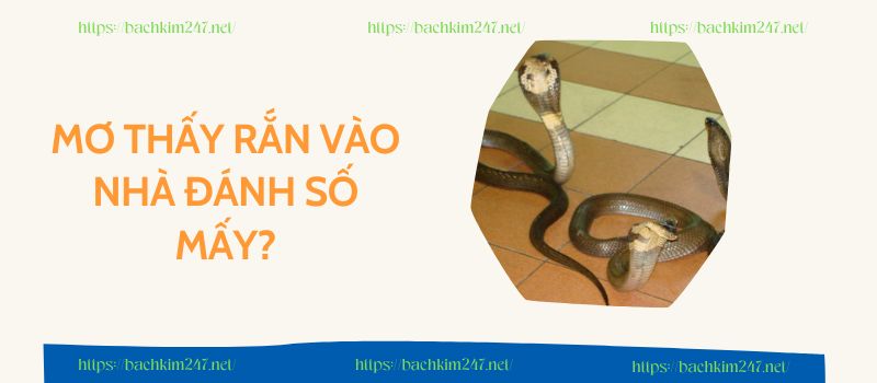 Mơ thấy rắn vào nhà đánh số mấy Mơ thấy rắn vào nhà đánh số mấy