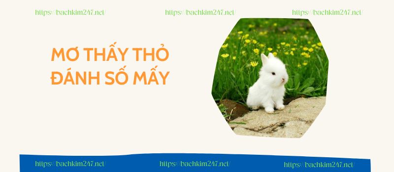 Mơ thấy thỏ đánh số mấy để rinh giải độc đắc