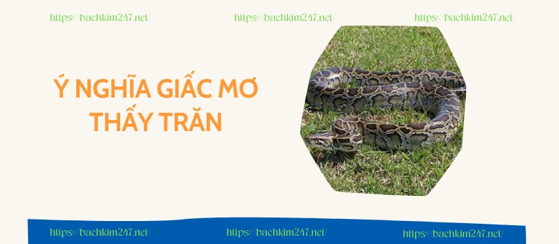 Ý nghĩa giấc mơ thấy trăn Ý nghĩa giấc mơ thấy trăn