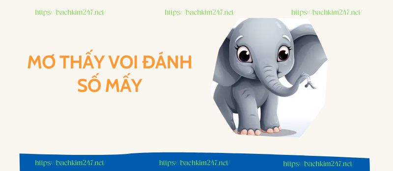 Mơ thấy con voi đánh số mấy